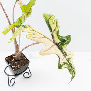 Alocasia Tandurusa Variegated (previously Alocasia 'Jacklyn') - Corming Size (wk30-UG)