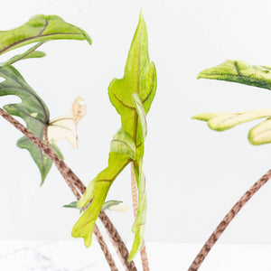 Alocasia Tandurusa Variegated (previously Alocasia 'Jacklyn') - Corming Size (wk30-UG)