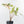 Alocasia Tandurusa Variegated (previously Alocasia 'Jacklyn') - Corming Size (wk30-UG)