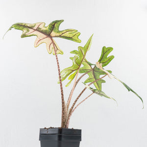 Alocasia Tandurusa Variegated (previously Alocasia 'Jacklyn') - Corming Size (wk30-UG)