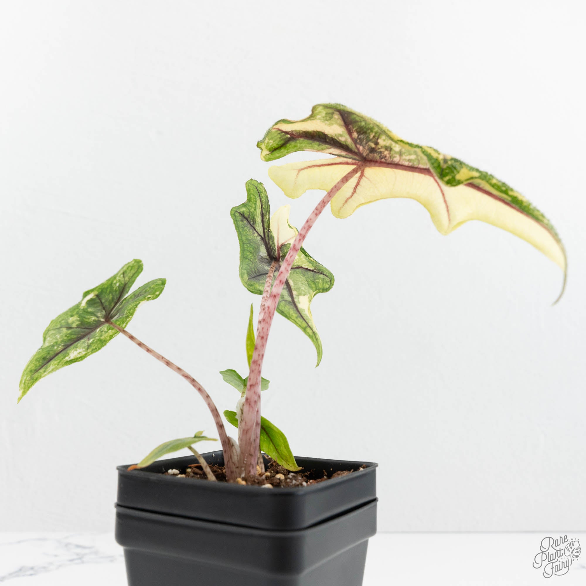 Alocasia Tandurusa Albo Variegated (previously Alocasia 'Jacklyn