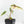 Alocasia Tandurusa Albo Variegated (previously Alocasia 'Jacklyn' or 'Jaclyn') (wk17-UP)