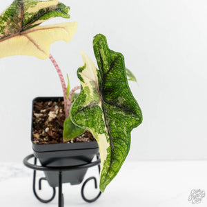 Alocasia Tandurusa Albo Variegated (previously Alocasia 'Jacklyn' or 'Jaclyn') (wk17-UP)