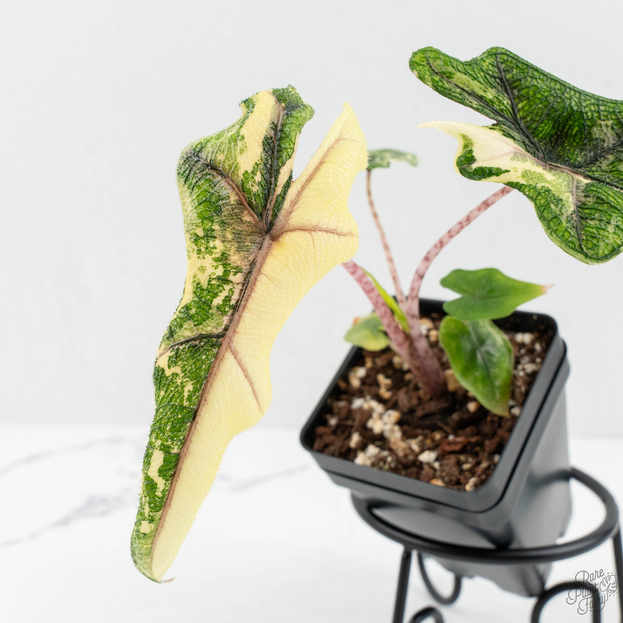 Alocasia Tandurusa Albo Variegated (previously Alocasia 'Jacklyn