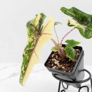 Alocasia Tandurusa Albo Variegated (previously Alocasia 'Jacklyn' or 'Jaclyn') (wk17-UP)