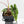 Alocasia Tandurusa Albo Variegated (previously Alocasia 'Jacklyn' or 'Jaclyn') (wk17-UP)