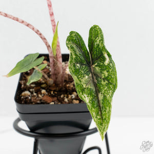 Alocasia Tandurusa Albo Variegated (previously Alocasia 'Jacklyn' or 'Jaclyn') (wk17-UP)