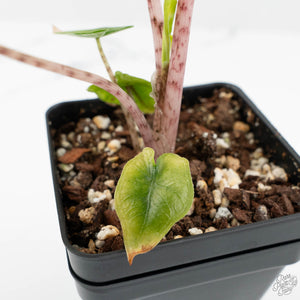 Alocasia Tandurusa Albo Variegated (previously Alocasia 'Jacklyn' or 'Jaclyn') (wk17-UP)