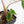 Alocasia Tandurusa Albo Variegated (previously Alocasia 'Jacklyn' or 'Jaclyn') (wk17-UP)