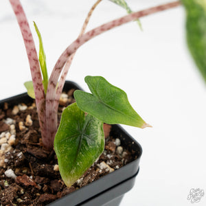Alocasia Tandurusa Albo Variegated (previously Alocasia 'Jacklyn' or 'Jaclyn') (wk17-UP)