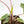 Alocasia Tandurusa Albo Variegated (previously Alocasia 'Jacklyn' or 'Jaclyn') (wk17-UP)