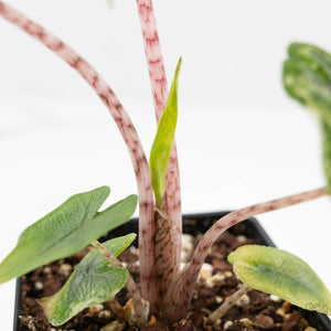 Alocasia Tandurusa Albo Variegated (previously Alocasia 'Jacklyn' or 'Jaclyn') (wk17-UP)