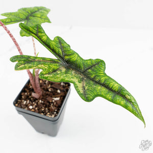 Alocasia Tandurusa Variegated (previously Alocasia 'Jacklyn' or 'Jaclyn') (wk18-K)