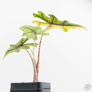 Alocasia Tandurusa Variegated (previously Alocasia 'Jacklyn' or 'Jaclyn') (wk18-K)