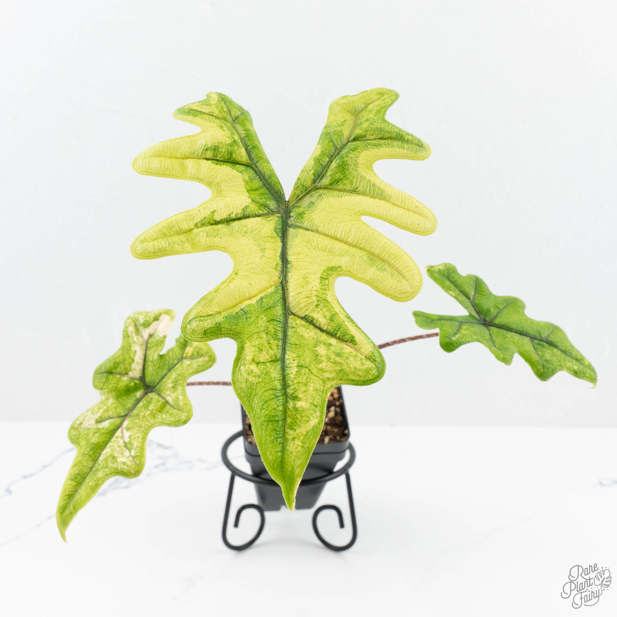 Alocasia Tandurusa Variegated (previously Alocasia 'Jacklyn' or