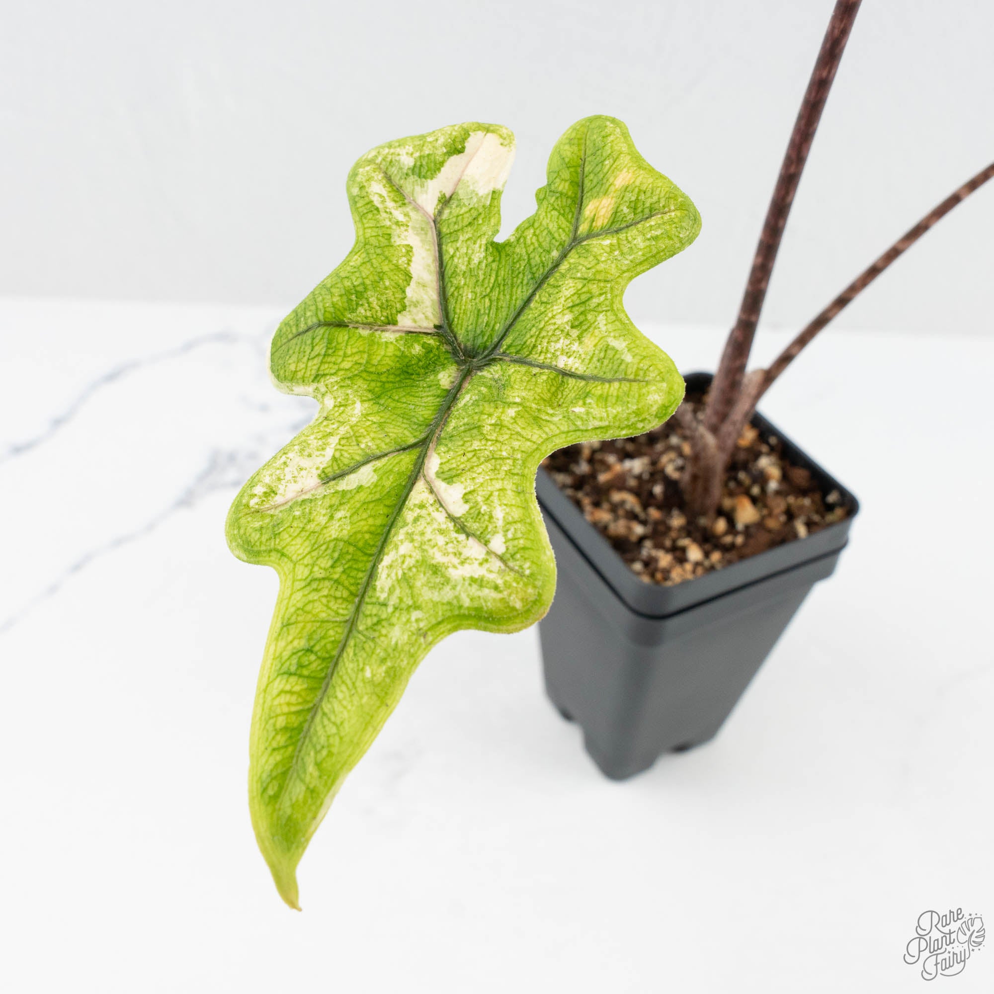 Alocasia Tandurusa Variegated (previously Alocasia 'Jacklyn' or