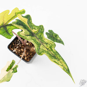 Alocasia Tandurusa Variegated (previously Alocasia 'Jacklyn' or 'Jaclyn') (wk21-H)