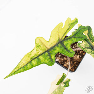 Alocasia Tandurusa Variegated (previously Alocasia 'Jacklyn' or 'Jaclyn') (wk21-H)