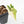 Alocasia Tandurusa Variegated (previously Alocasia 'Jacklyn' or 'Jaclyn') (wk21-H)