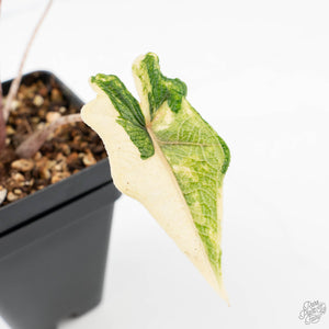 Alocasia Tandurusa Variegated (previously Alocasia 'Jacklyn' or 'Jaclyn') (wk21-H)