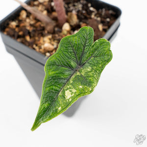 Alocasia Tandurusa Variegated (previously Alocasia 'Jacklyn' or 'Jaclyn') (wk21-H)