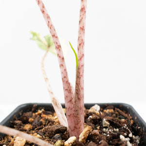 Alocasia Tandurusa Variegated (previously Alocasia 'Jacklyn' or 'Jaclyn') (wk21-H)