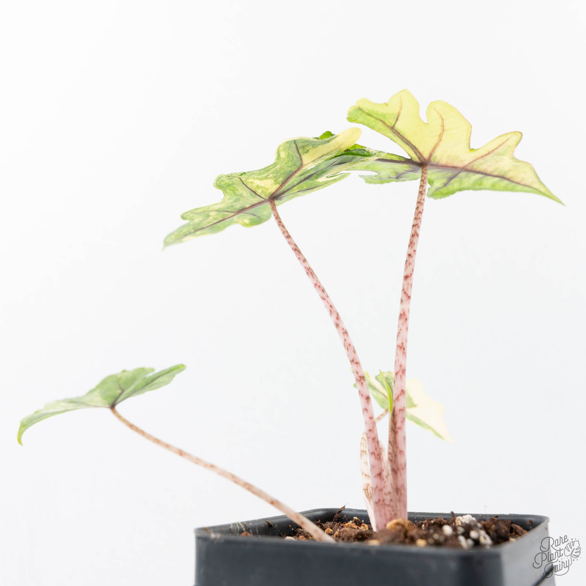 Alocasia Tandurusa Variegated (previously Alocasia 'Jacklyn' or
