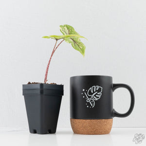 Alocasia Tandurusa Aurea Variegated (wk38-L282)