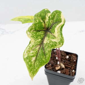 Alocasia Tandurusa Aurea Variegated (wk38-L282)