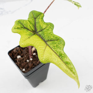 Alocasia Tandurusa Aurea Variegated (wk38-L282)