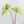 Alocasia Tandurusa Aurea Variegated (wk38-L282)