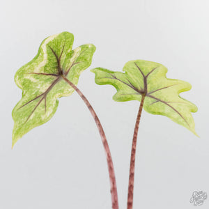 Alocasia Tandurusa Aurea Variegated (wk38-L282)