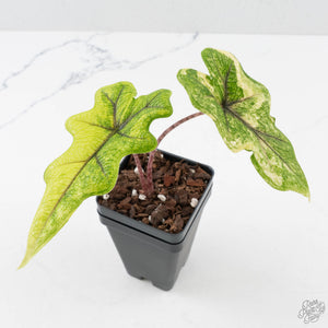 Alocasia Tandurusa Aurea Variegated (wk38-L282)