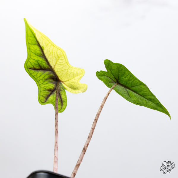 Alocasia Tandurusa Variegated (previously Alocasia 'Jacklyn' or 'Jaclyn') (wk43-B)