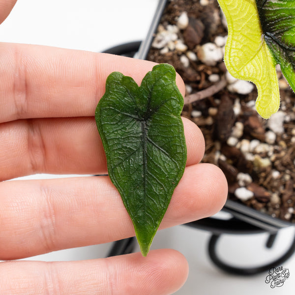 Alocasia Tandurusa Variegated (previously Alocasia 'Jacklyn' or 'Jaclyn') (wk43-B)