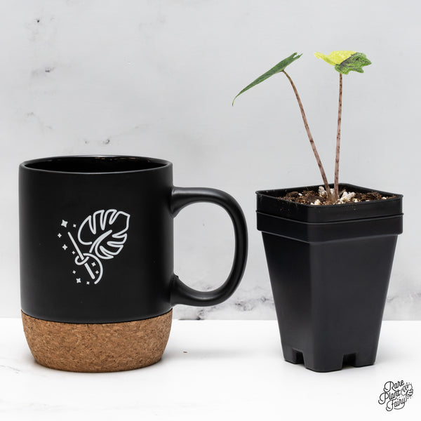 Alocasia Tandurusa Variegated (previously Alocasia 'Jacklyn' or 'Jaclyn') (wk43-B)