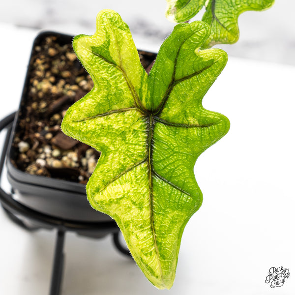 Alocasia Tandurusa Variegated (previously Alocasia 'Jacklyn' or 'Jaclyn') (wk45-C)