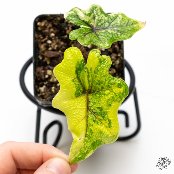 Alocasia Tandurusa Variegated (previously Alocasia 'Jacklyn' or 'Jaclyn') (wk48-N)