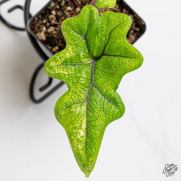 Alocasia Tandurusa Variegated (previously Alocasia 'Jacklyn' or 'Jaclyn') (wk50-F)