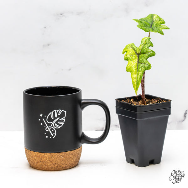 Alocasia Tandurusa Variegated (previously Alocasia 'Jacklyn' or 'Jaclyn') (wk50-F)