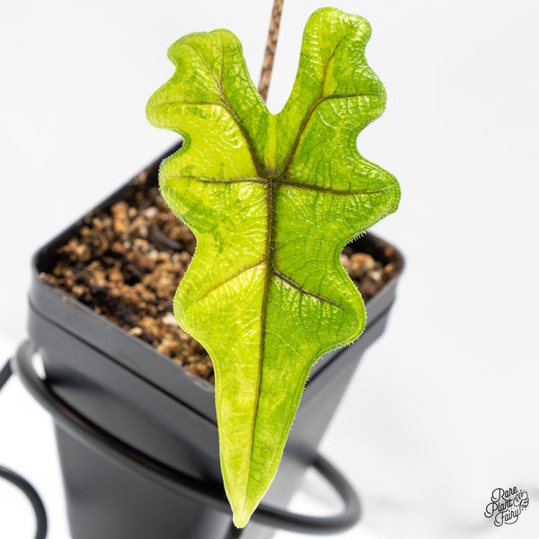 Alocasia Tandurusa Variegated (previously Alocasia 'Jacklyn' or 'Jaclyn') (wk50-F)