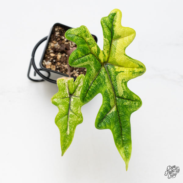 Alocasia Tandurusa Variegated (previously Alocasia 'Jacklyn' or 'Jaclyn') (wk50-M)