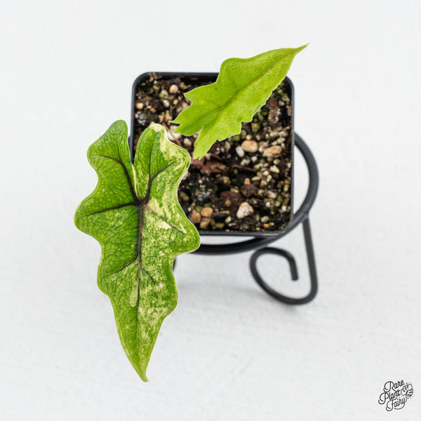 Alocasia Tandurusa Variegated (previously Alocasia 'Jacklyn' or 'Jaclyn') *Growers Choice*