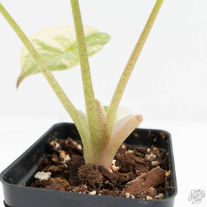 Alocasia 'Uhinkii' Albo/Pink Variegated (Previously Alocasia Wentii) (wk17-I)