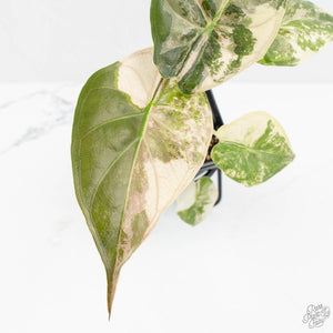 Alocasia 'Uhinkii' Albo/Pink Variegated (Previously Alocasia Wentii) (wk17-I)