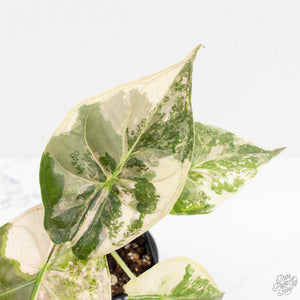 Alocasia 'Uhinkii' Albo/Pink Variegated (Previously Alocasia Wentii) (wk17-I)