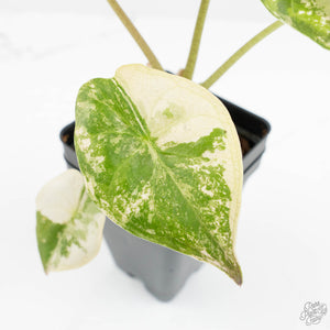 Alocasia 'Uhinkii' Albo/Pink Variegated (Previously Alocasia Wentii) (wk17-I)