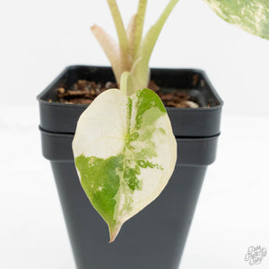 Alocasia 'Uhinkii' Albo/Pink Variegated (Previously Alocasia Wentii) (wk17-I)