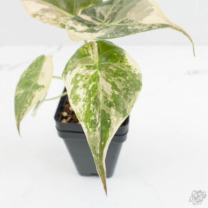 Alocasia 'Uhinkii' Albo/Pink Variegated (Previously Alocasia Wentii) (wk17-I)
