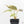 Alocasia 'Uhinkii' Albo/Pink Variegated (Previously Alocasia Wentii) (wk17-I)